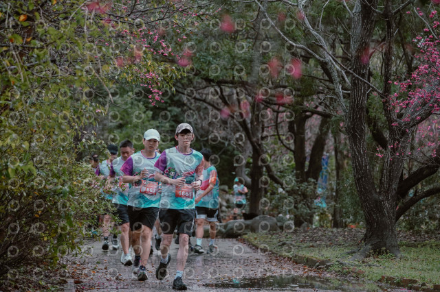 2026左岸竹東櫻花馬拉松Zhudong Sakura Marathon