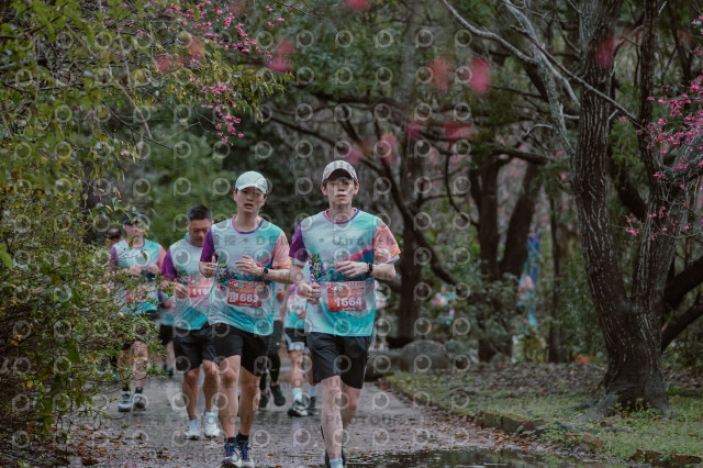 2026左岸竹東櫻花馬拉松Zhudong Sakura Marathon
