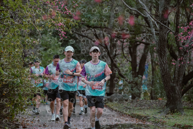 2026左岸竹東櫻花馬拉松Zhudong Sakura Marathon