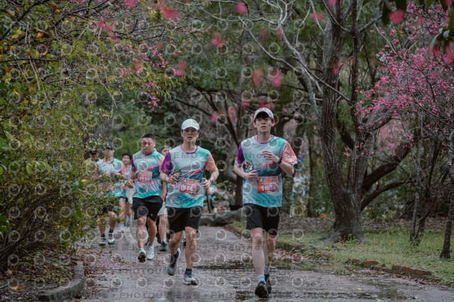 2026左岸竹東櫻花馬拉松Zhudong Sakura Marathon