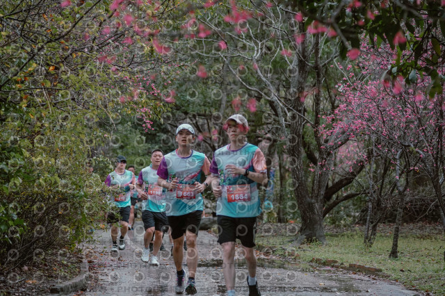 2026左岸竹東櫻花馬拉松Zhudong Sakura Marathon