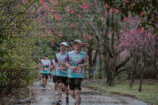 2026左岸竹東櫻花馬拉松Zhudong Sakura Marathon