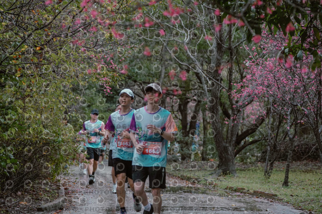 2026左岸竹東櫻花馬拉松Zhudong Sakura Marathon