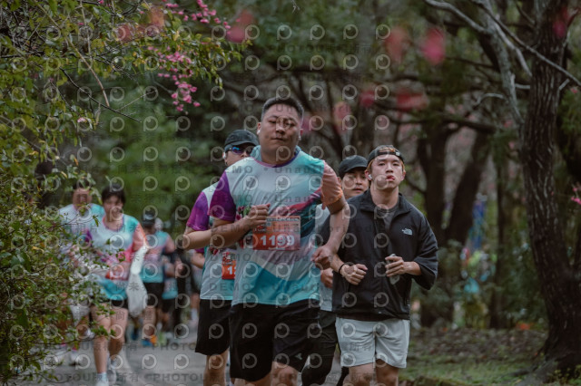 2026左岸竹東櫻花馬拉松Zhudong Sakura Marathon