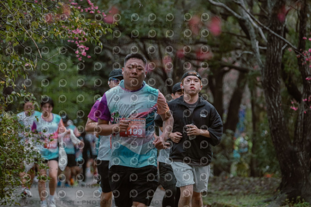2026左岸竹東櫻花馬拉松Zhudong Sakura Marathon
