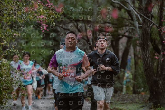 2026左岸竹東櫻花馬拉松Zhudong Sakura Marathon