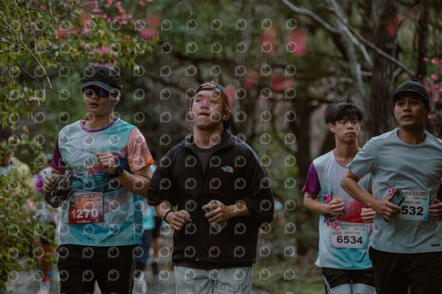 2026左岸竹東櫻花馬拉松Zhudong Sakura Marathon
