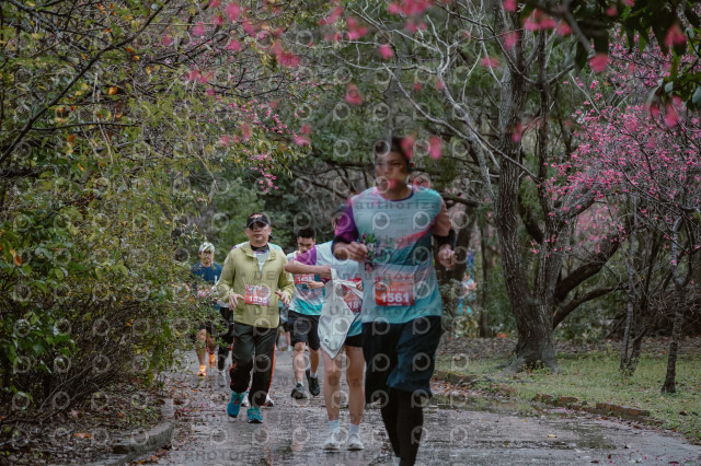 2026左岸竹東櫻花馬拉松Zhudong Sakura Marathon