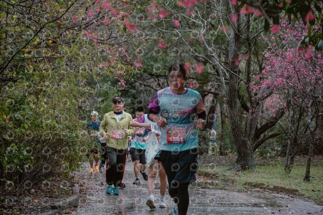 2026左岸竹東櫻花馬拉松Zhudong Sakura Marathon