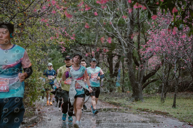 2026左岸竹東櫻花馬拉松Zhudong Sakura Marathon