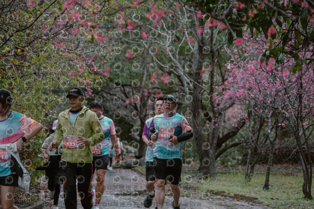 2026左岸竹東櫻花馬拉松Zhudong Sakura Marathon