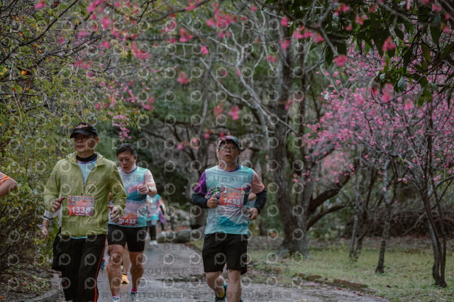 2026左岸竹東櫻花馬拉松Zhudong Sakura Marathon