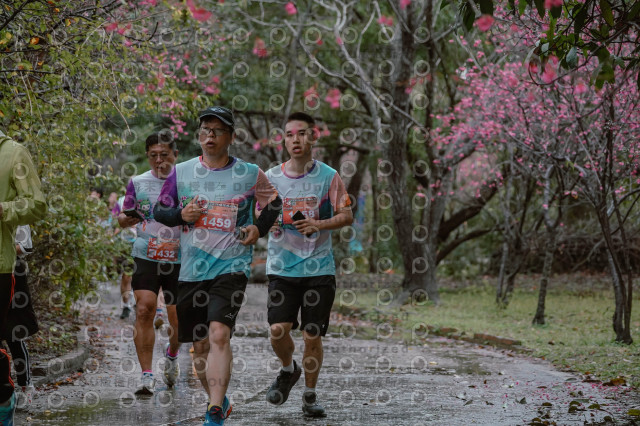 2026左岸竹東櫻花馬拉松Zhudong Sakura Marathon