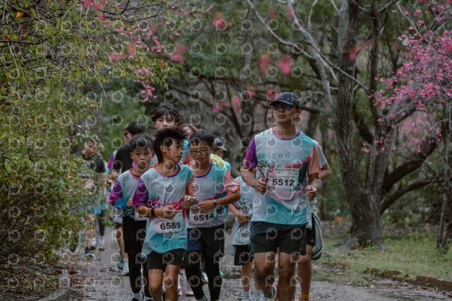 2026左岸竹東櫻花馬拉松Zhudong Sakura Marathon