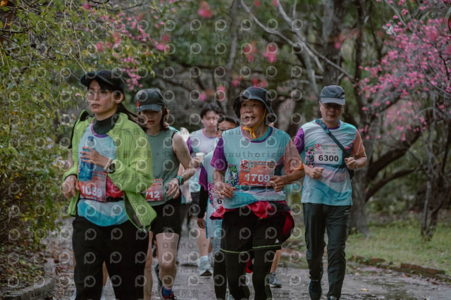 2026左岸竹東櫻花馬拉松Zhudong Sakura Marathon