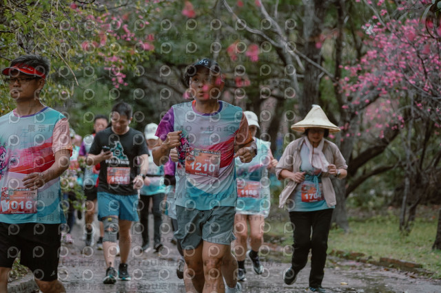 2026左岸竹東櫻花馬拉松Zhudong Sakura Marathon