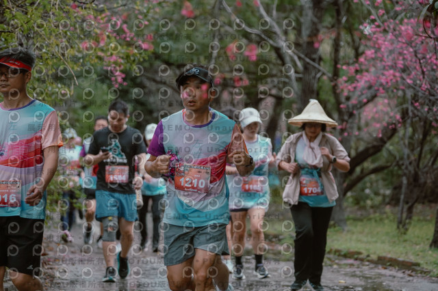 2026左岸竹東櫻花馬拉松Zhudong Sakura Marathon