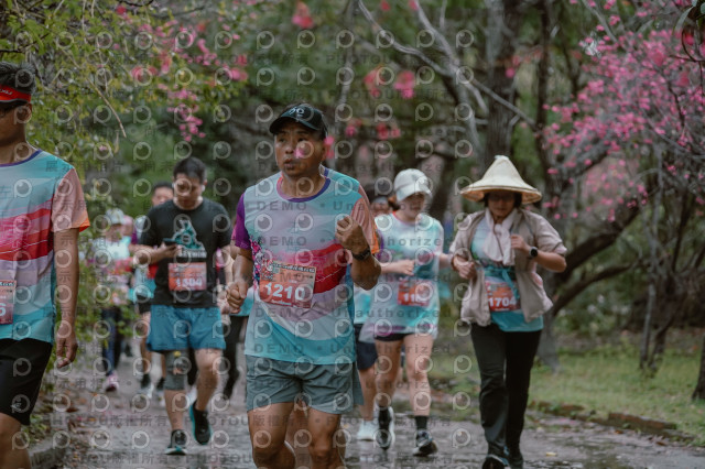 2026左岸竹東櫻花馬拉松Zhudong Sakura Marathon