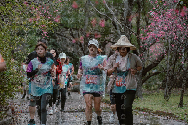 2026左岸竹東櫻花馬拉松Zhudong Sakura Marathon