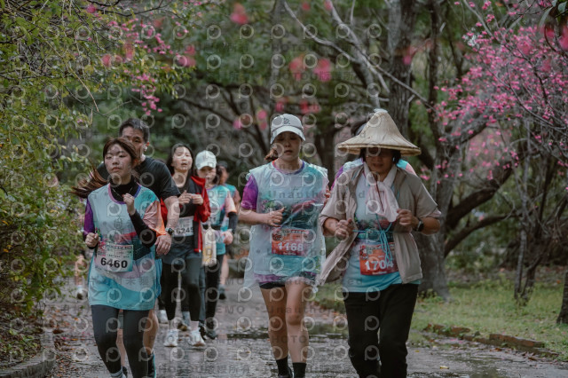 2026左岸竹東櫻花馬拉松Zhudong Sakura Marathon