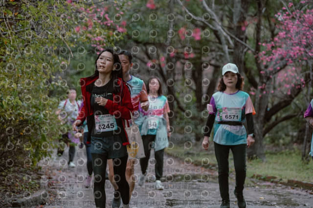 2026左岸竹東櫻花馬拉松Zhudong Sakura Marathon