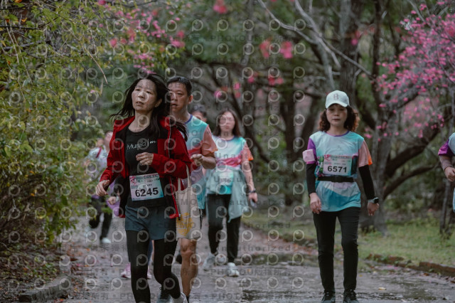 2026左岸竹東櫻花馬拉松Zhudong Sakura Marathon