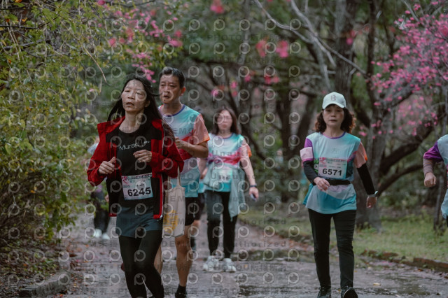 2026左岸竹東櫻花馬拉松Zhudong Sakura Marathon