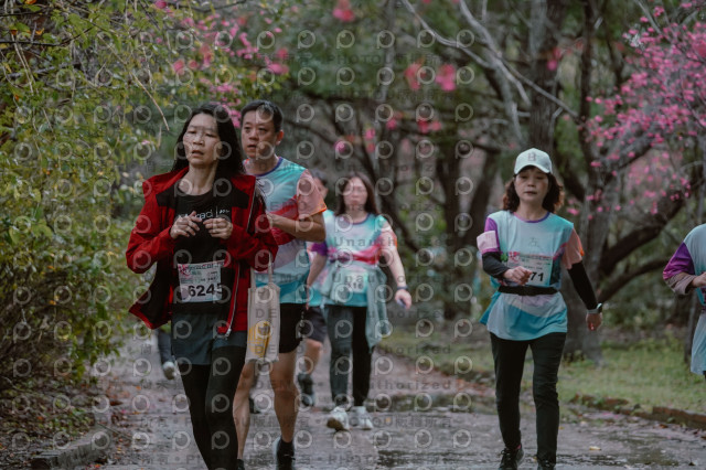 2026左岸竹東櫻花馬拉松Zhudong Sakura Marathon