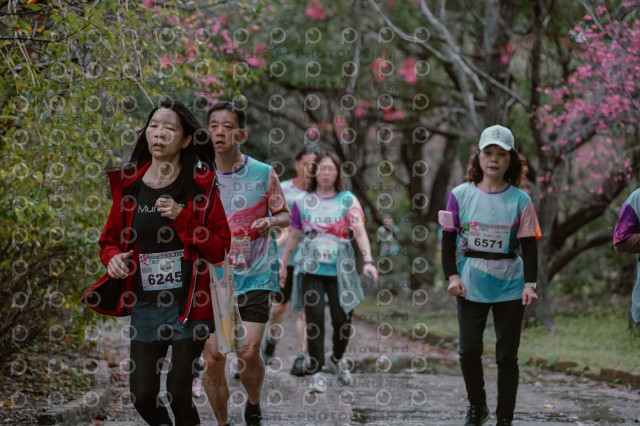 2026左岸竹東櫻花馬拉松Zhudong Sakura Marathon