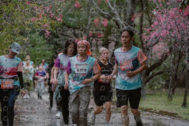 2026左岸竹東櫻花馬拉松Zhudong Sakura Marathon
