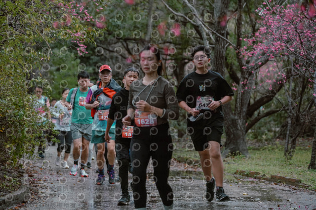 2026左岸竹東櫻花馬拉松Zhudong Sakura Marathon