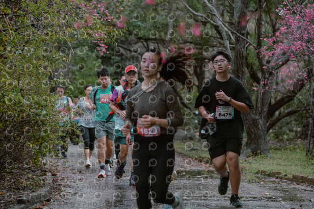 2026左岸竹東櫻花馬拉松Zhudong Sakura Marathon