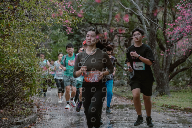 2026左岸竹東櫻花馬拉松Zhudong Sakura Marathon