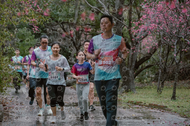 2026左岸竹東櫻花馬拉松Zhudong Sakura Marathon