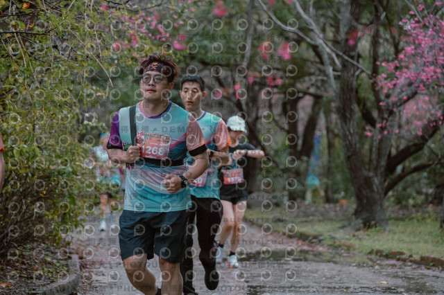 2026左岸竹東櫻花馬拉松Zhudong Sakura Marathon