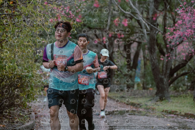 2026左岸竹東櫻花馬拉松Zhudong Sakura Marathon