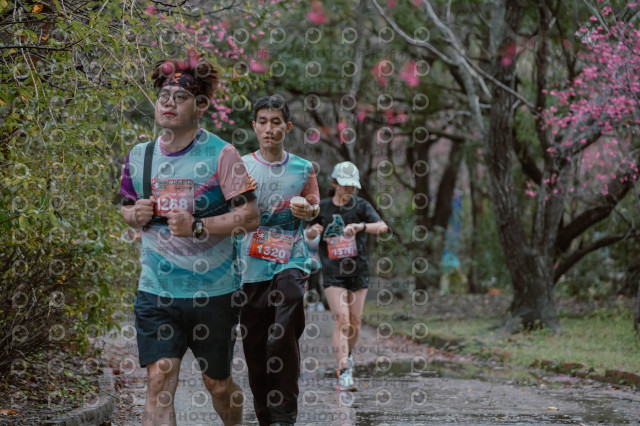 2026左岸竹東櫻花馬拉松Zhudong Sakura Marathon