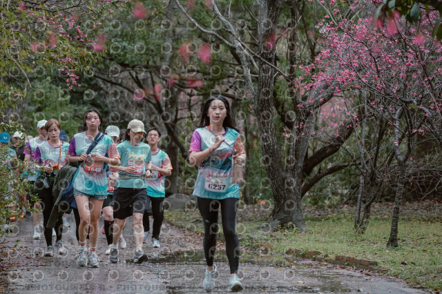 2026左岸竹東櫻花馬拉松Zhudong Sakura Marathon