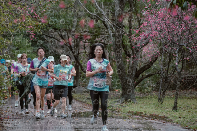 2026左岸竹東櫻花馬拉松Zhudong Sakura Marathon