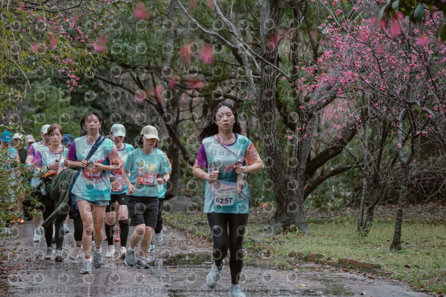 2026左岸竹東櫻花馬拉松Zhudong Sakura Marathon