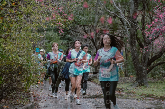2026左岸竹東櫻花馬拉松Zhudong Sakura Marathon