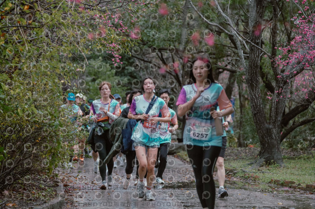 2026左岸竹東櫻花馬拉松Zhudong Sakura Marathon