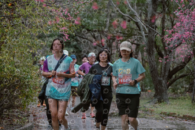 2026左岸竹東櫻花馬拉松Zhudong Sakura Marathon