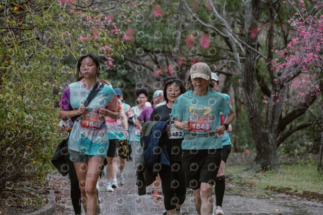 2026左岸竹東櫻花馬拉松Zhudong Sakura Marathon