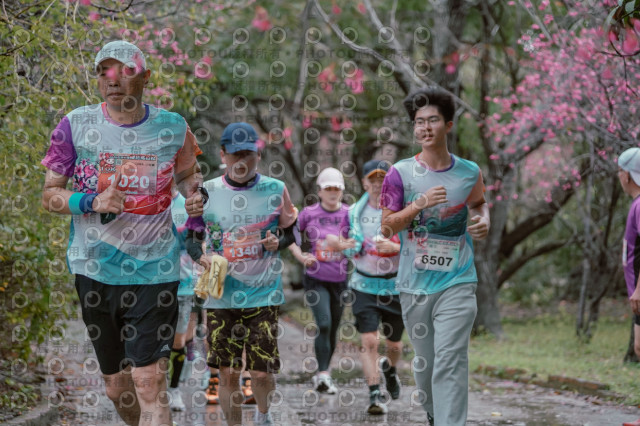 2026左岸竹東櫻花馬拉松Zhudong Sakura Marathon