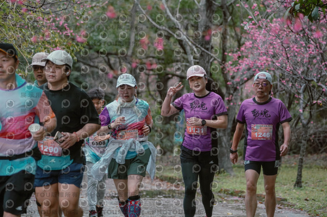 2026左岸竹東櫻花馬拉松Zhudong Sakura Marathon