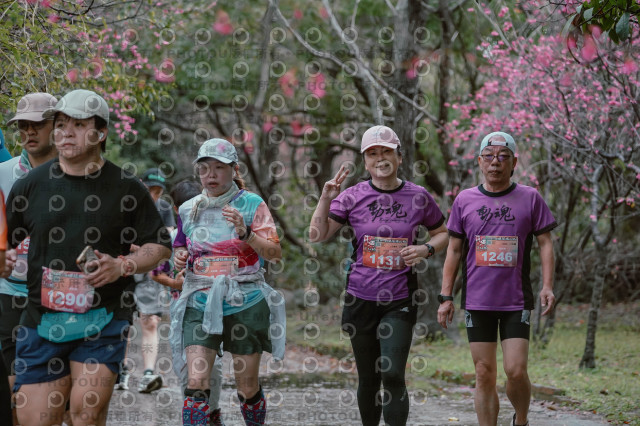 2026左岸竹東櫻花馬拉松Zhudong Sakura Marathon