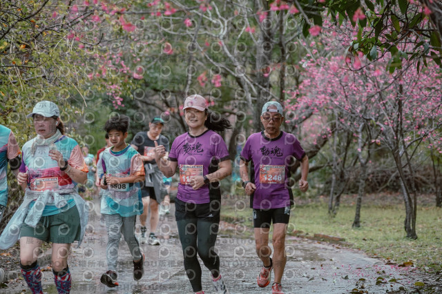 2026左岸竹東櫻花馬拉松Zhudong Sakura Marathon