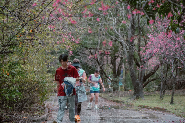2026左岸竹東櫻花馬拉松Zhudong Sakura Marathon