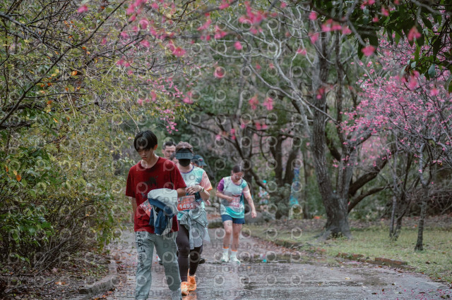 2026左岸竹東櫻花馬拉松Zhudong Sakura Marathon